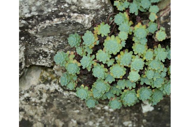 Dik vertakte rhodiola