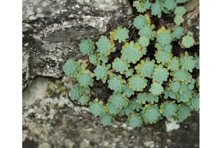 Rhodiola pachyclados 1349