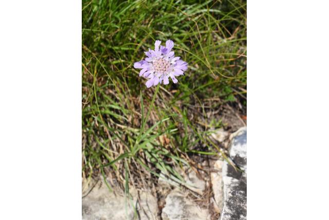 Grasachtige scabiosa