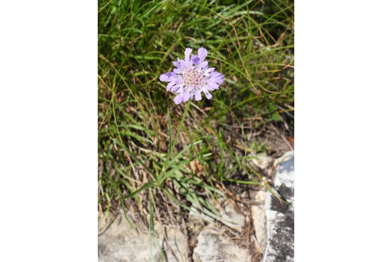 Lomelosia graminifolia -1352