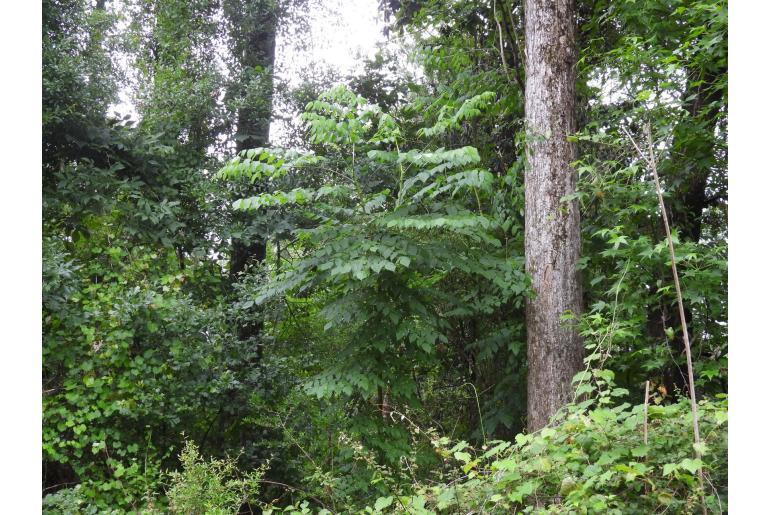Aralia spinosa -1369