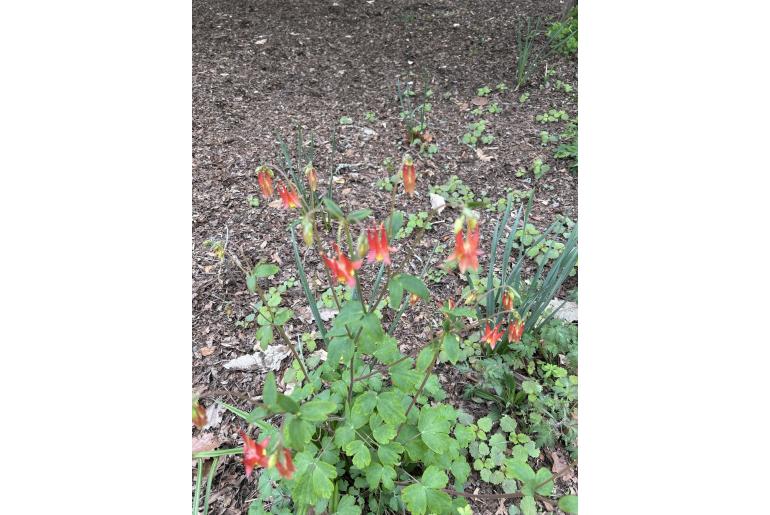 Aquilegia canadensis -1372