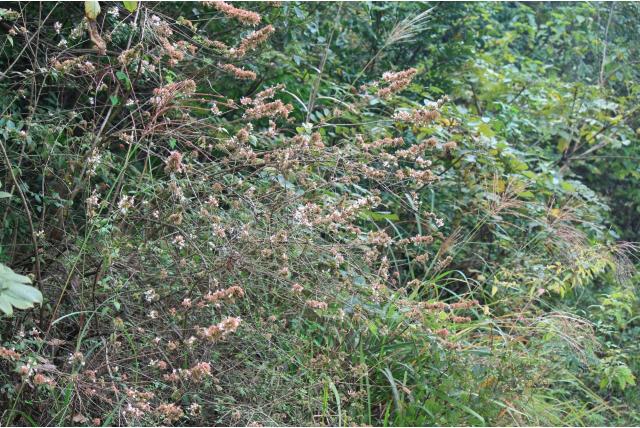 Chineese abelia