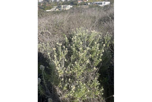 Biolett's pseudognaphalium