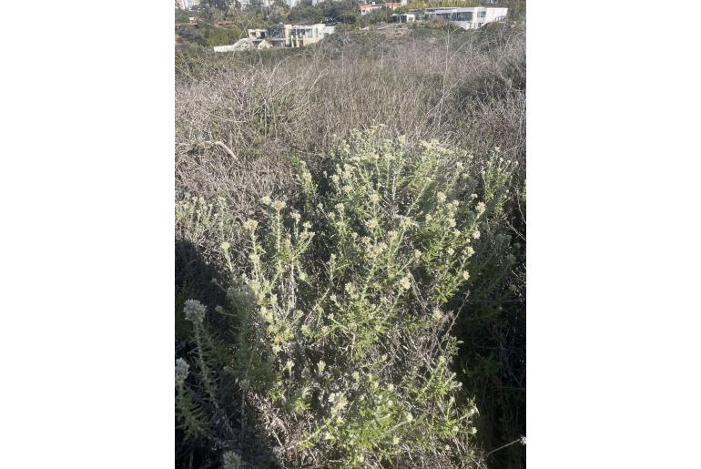 Pseudognaphalium biolettii 1383