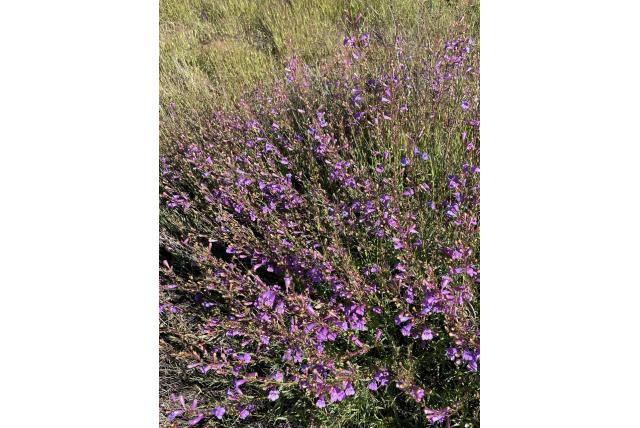 Purdy's bosblad penstemon