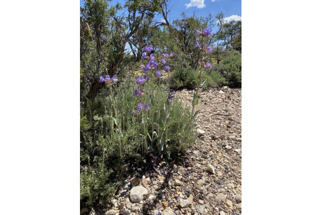 Dikblad penstemon