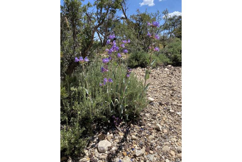 Penstemon pachyphyllus 1408