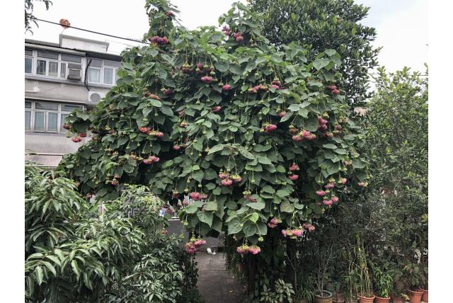 Wallich's dombeya