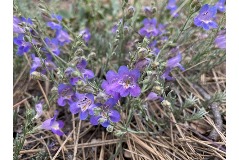 Penstemon linarioides 1432