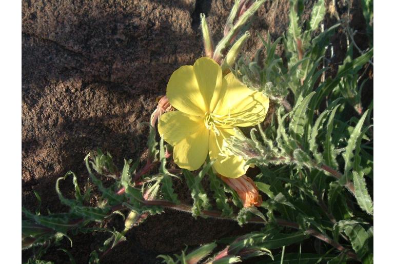 Oenothera odorata 1436