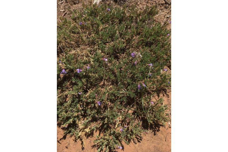 Penstemon linarioides var sileri 1442