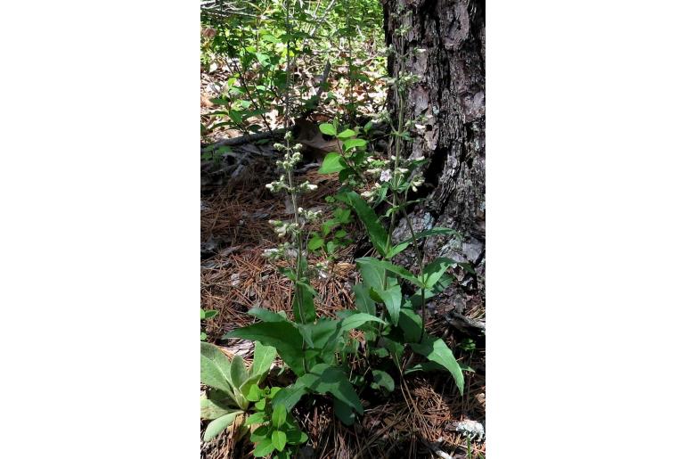 Penstemon pallidus 1446