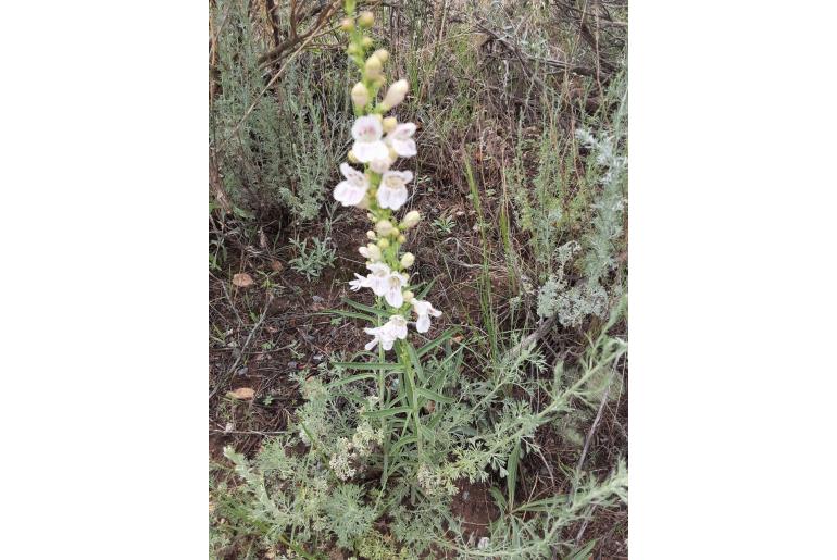 Penstemon virgatus 1453