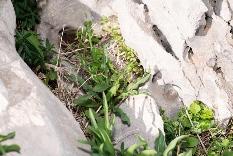 Biarum tenuifolium ssp zelebori 1469