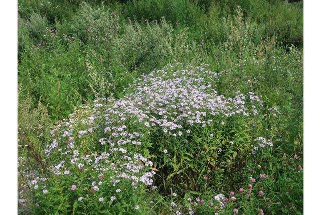 Nieuw-Nederlandse aster