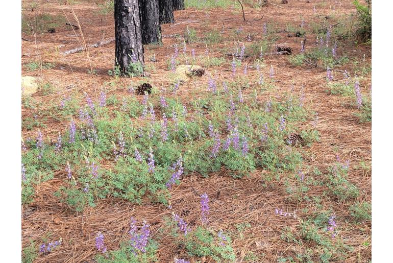 Lupinus perennis 1485