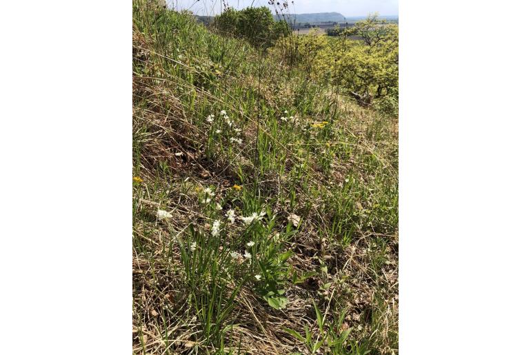 Sisyrinchium albidum -1487