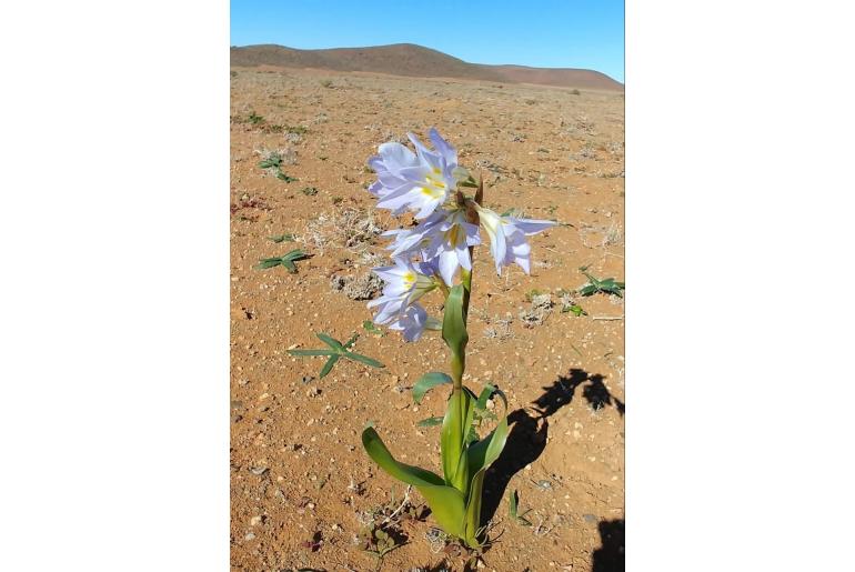 Moraea speciosa -1489