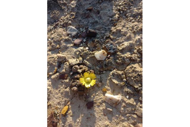 Schoonees aloinopsis