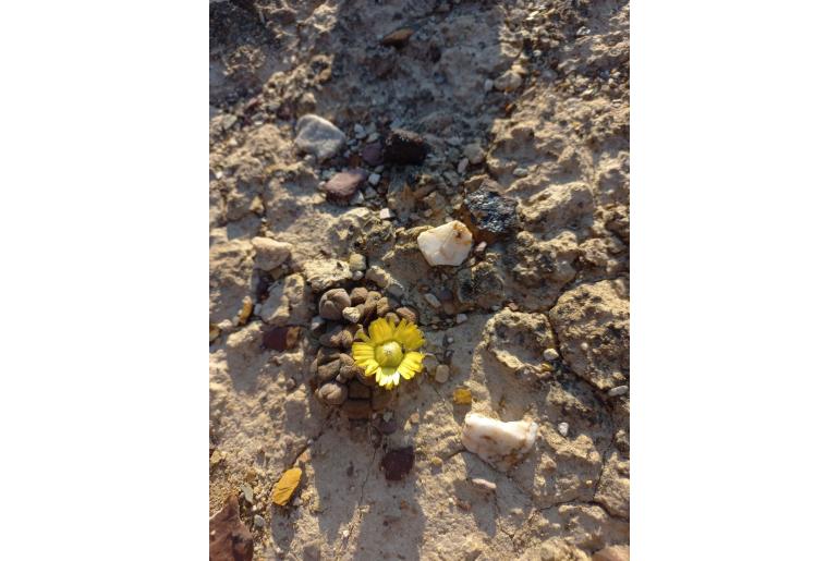 Aloinopsis schooneesii Aloinopsis schooneesii -1490