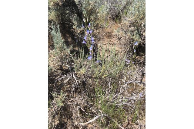 Stoffige penstemon