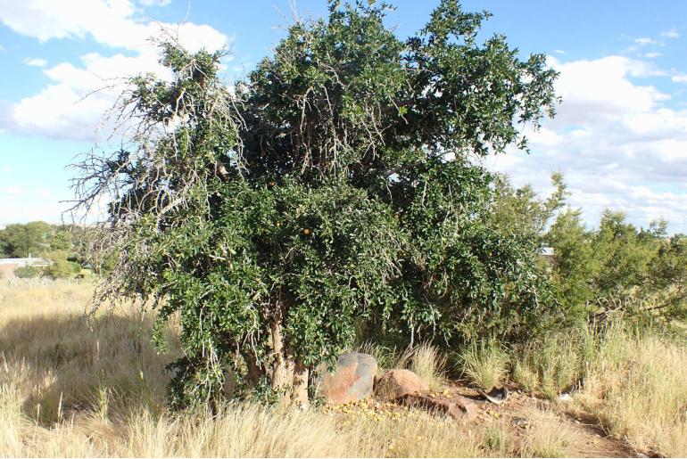 Dovyalis afra&nbsp;1499