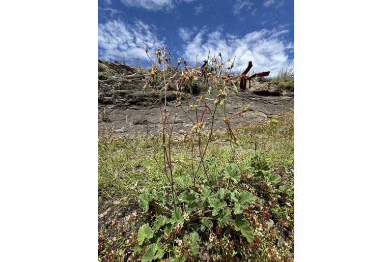 Pelargonium sidoides -1507