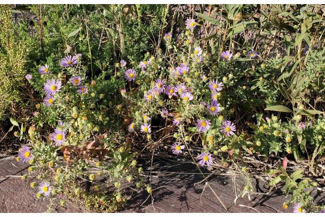 Aromatische aster