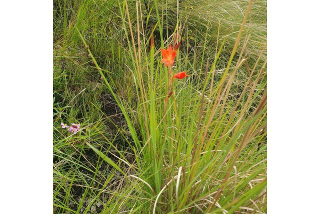 Antholyza-bloemige gladiolus
