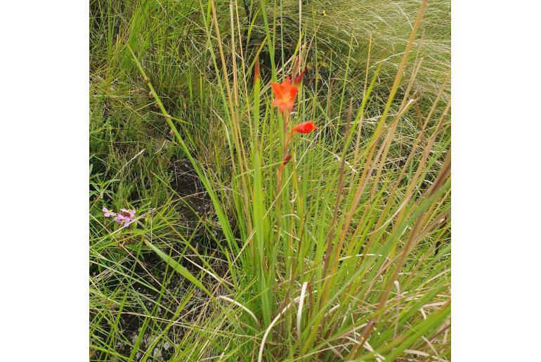 Gladiolus antholyzoides 1522