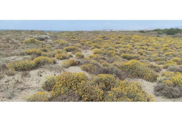 Strobloem van Stoechades Strobloem van Stoechades