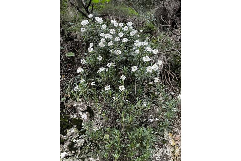 Iberis semperflorens -1529