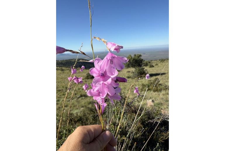 Dierama grandiflorum 1534