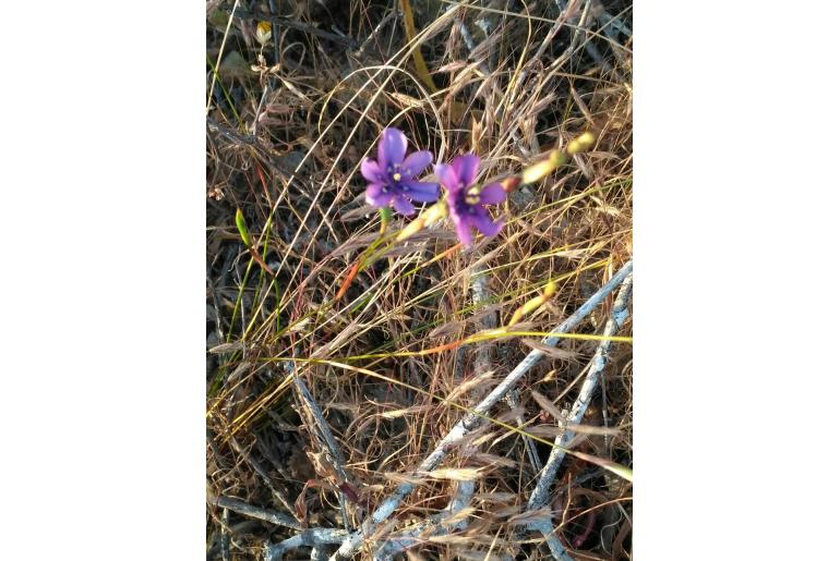 Moraea worcesterensis 1540