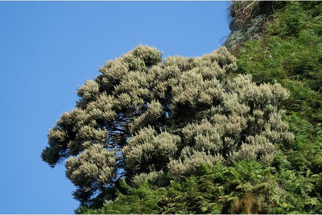 Amsterdameiland phylica