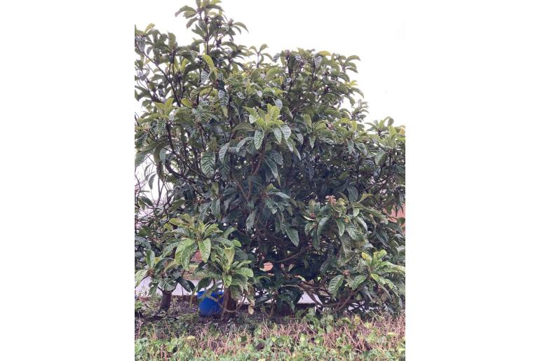 Eriobotrya japonica 1548