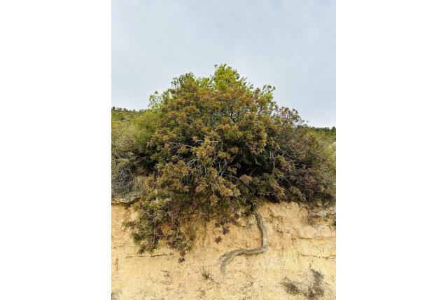 Mastiekboom