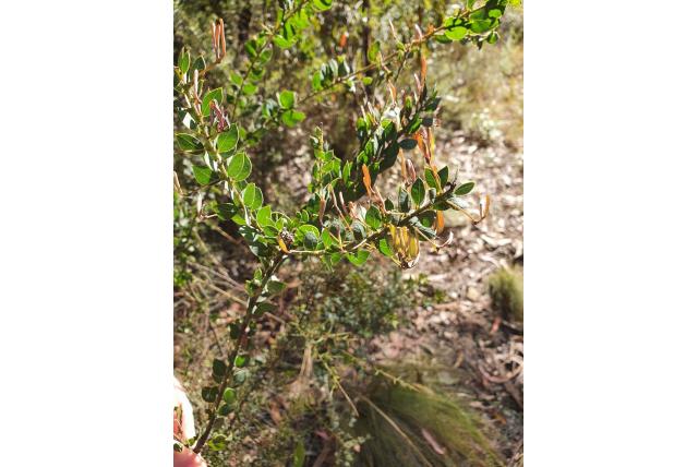 Golvend blad acacia