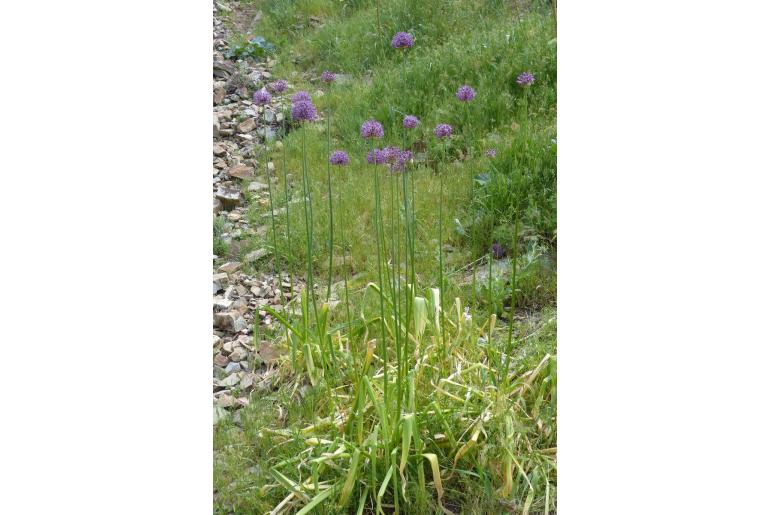 Allium jesdianum&nbsp;1569