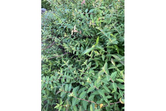 Verspreid Sint-Janskruid