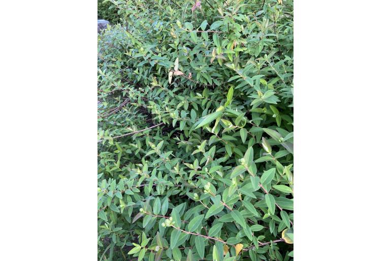 Hypericum patulum 1572