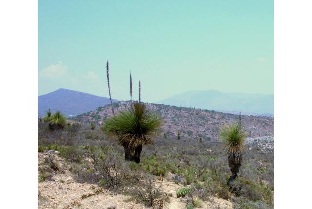 Mexicaanse grasboom