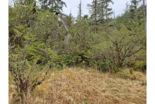 Oregon sierappel