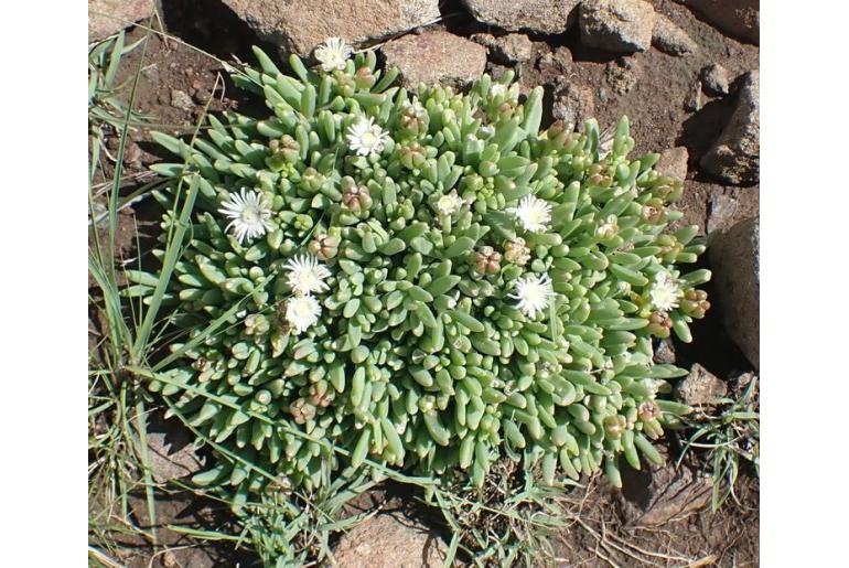 Delosperma congestum 1613