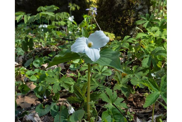 Trillium grandiflorum -1614