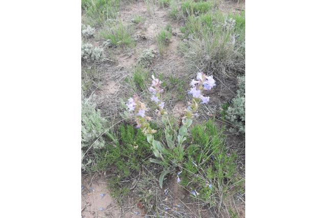 Middle Park penstemon