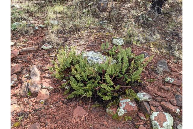 Wooton's myriopteris