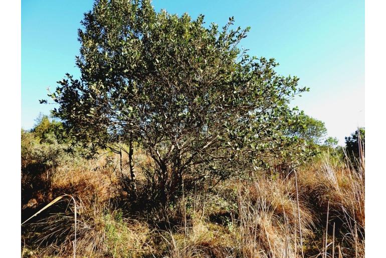 Azara uruguayensis -1643