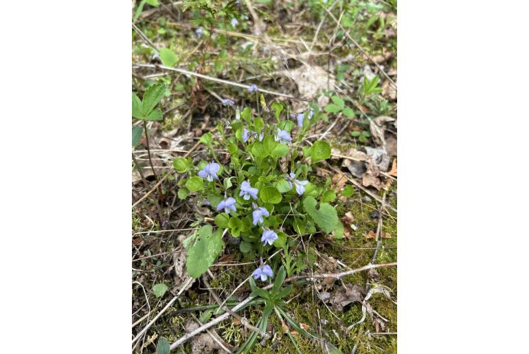 Viola labradorica -1658